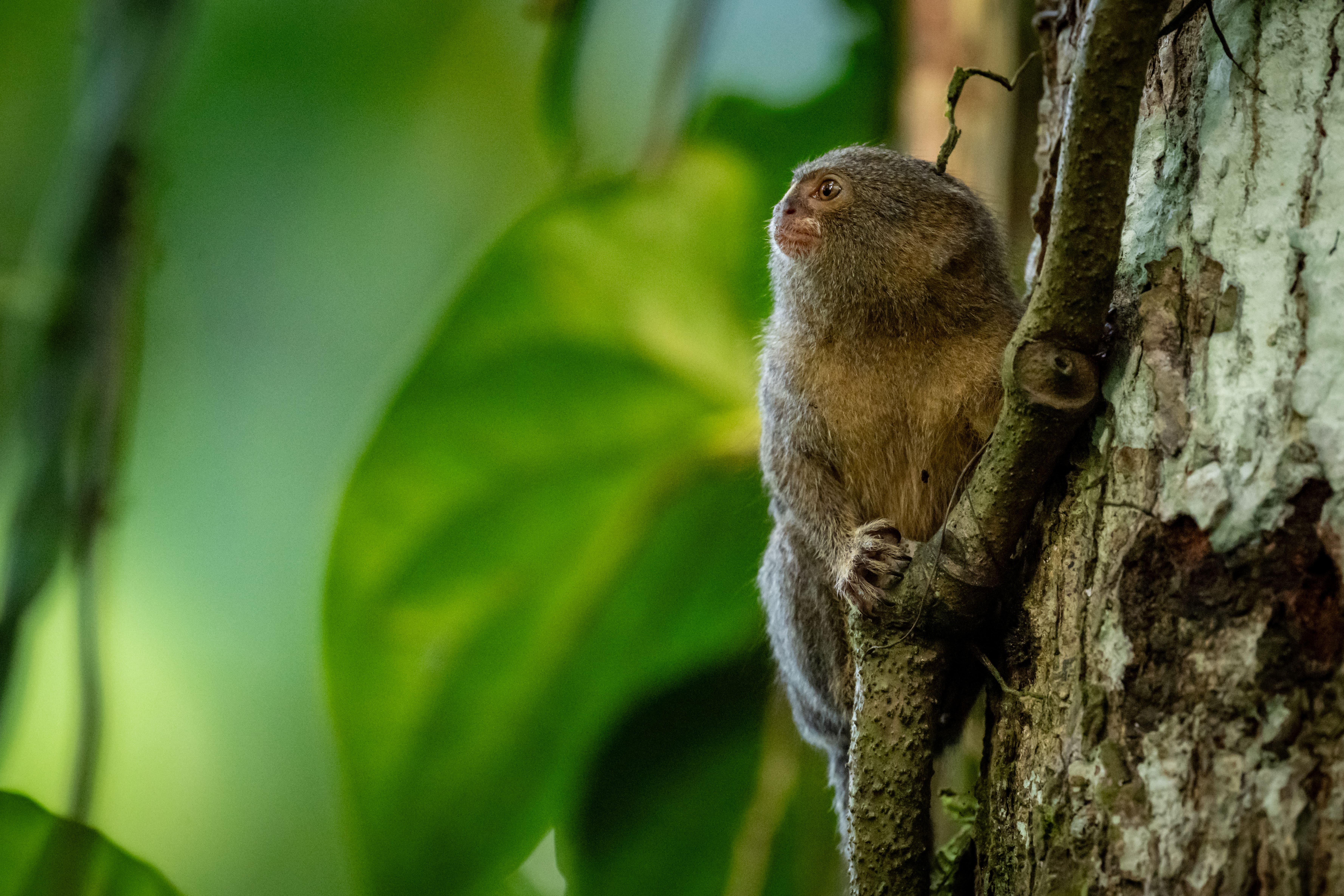 Amazon expedition photo 4